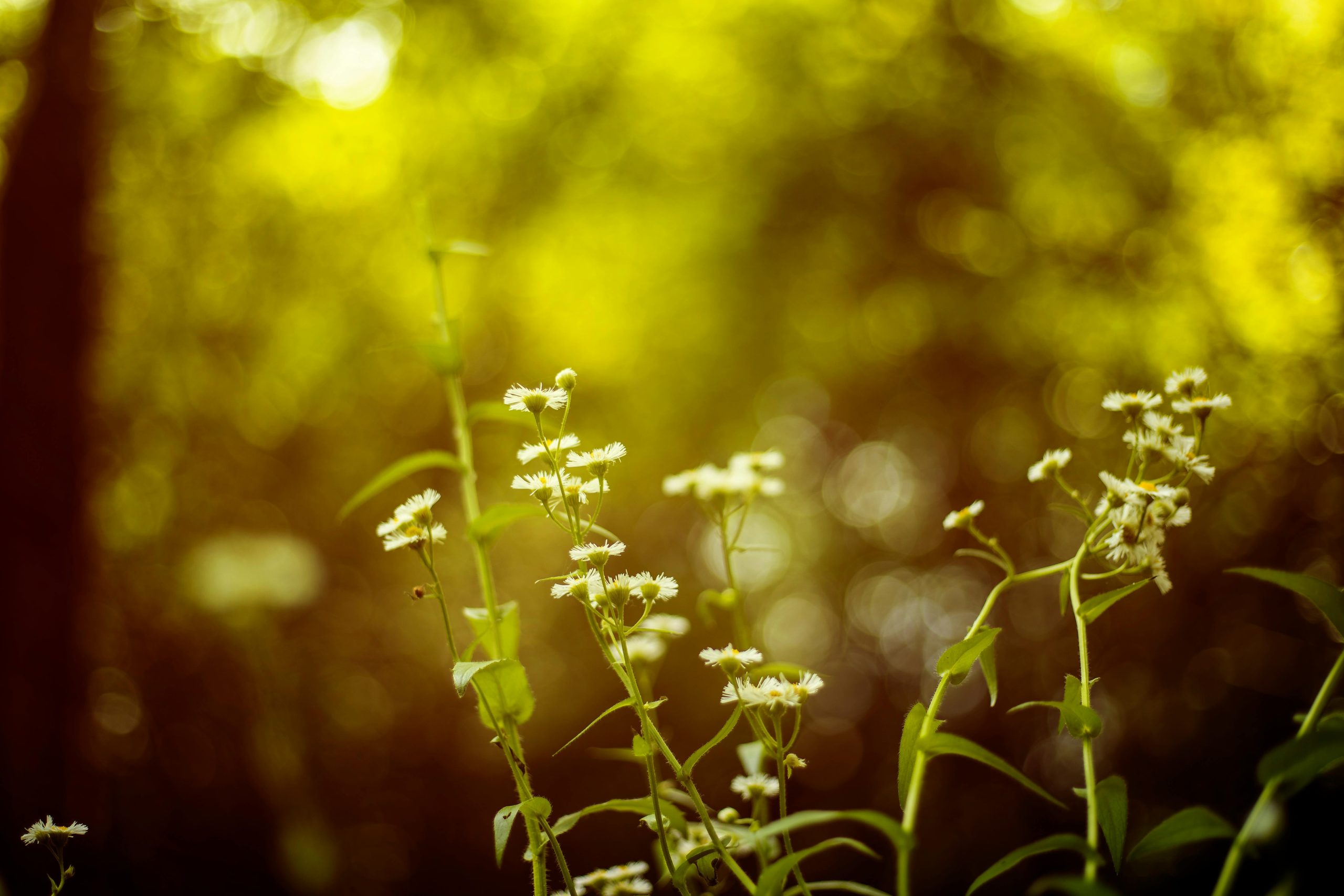 About Sheryl Lynn - Spiritual Coaching | Sheryl Lynn